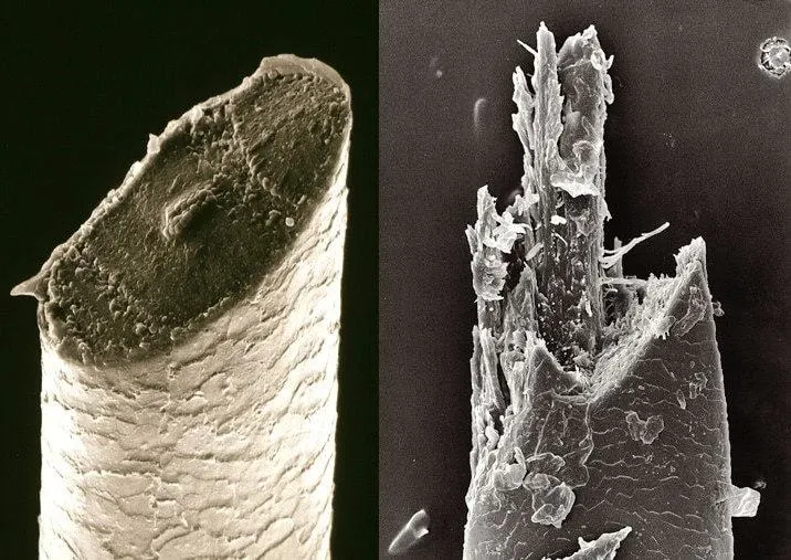 Beard Hair under Electron Microscope: Blade vs electric shaver