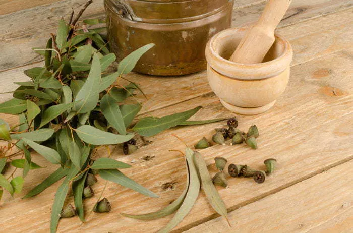 eucalyptus for faster beard growth