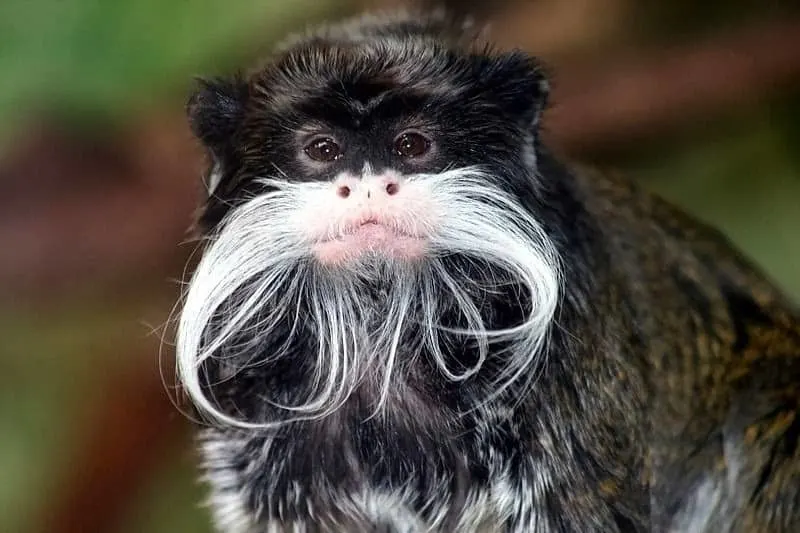 Emperor Tamarin with mustache