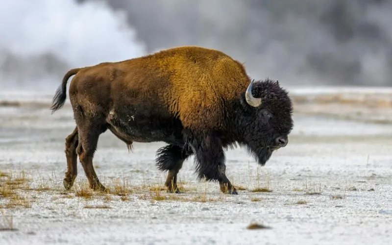 Bison with beard
