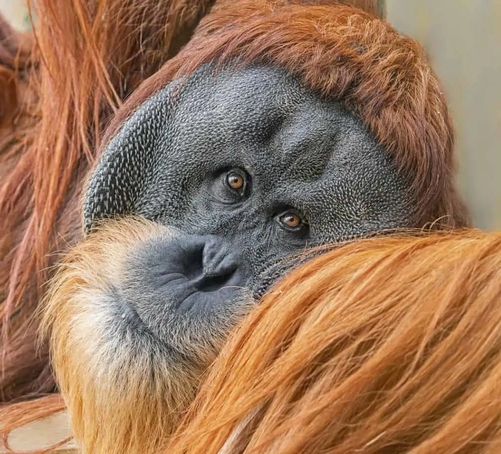 orangutan with beard