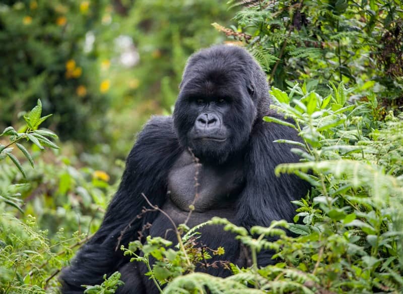 rwanda gorilla with mutton chop beard