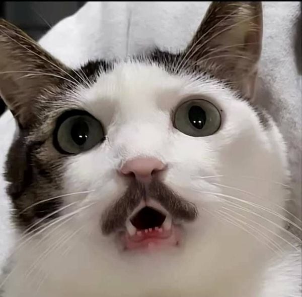 surprised cat with mustache meme