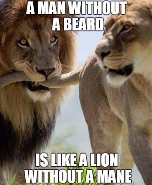 a-man-without-a-beard-is-like-a-lion-without-a-mane-beard-meme 50 Funny Beard Memes That'll Definitely Make You Laugh