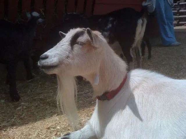 goat with a gaotee