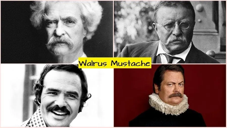 walrus mustache style