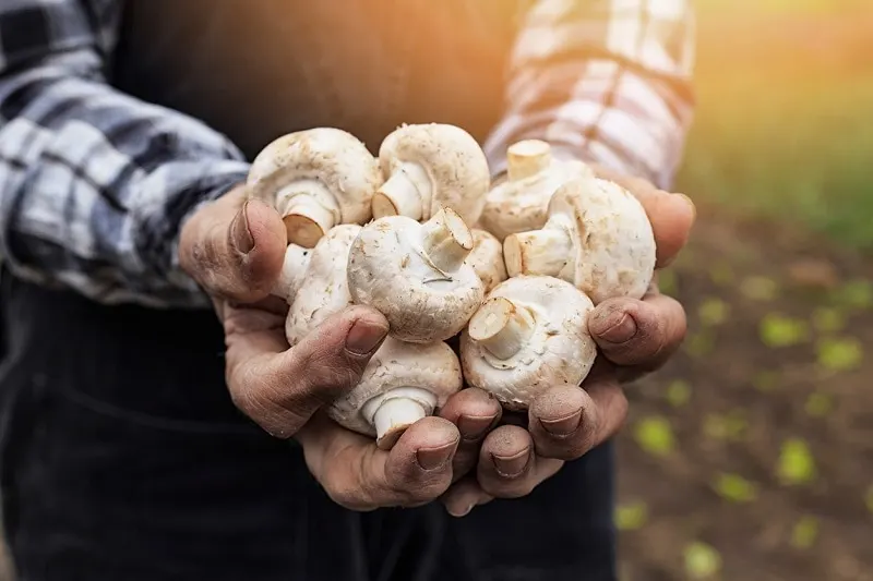 white button mushrooms for beard growth