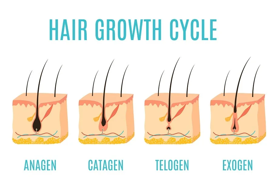 stages of facial hair growth